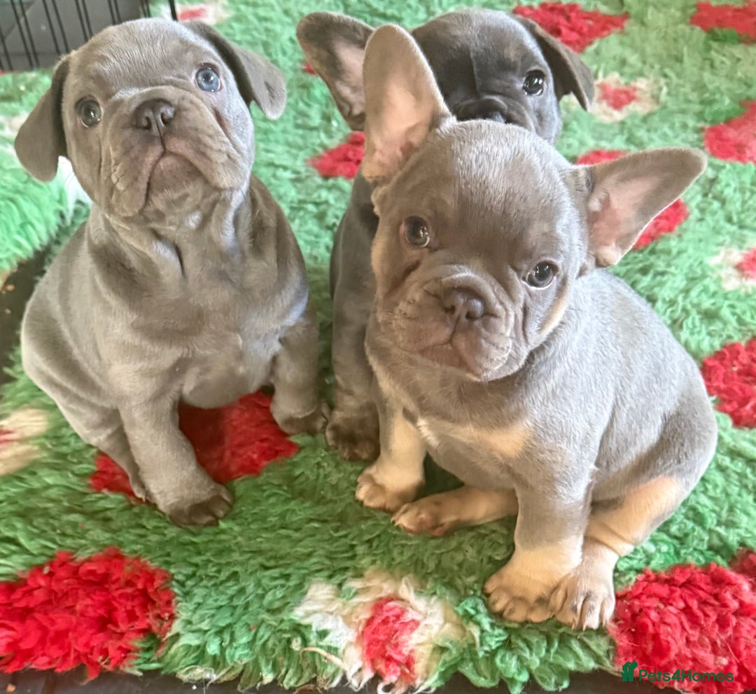 French Bulldog dogs for sale: Amazing Frenchies ready now.  - Image 2