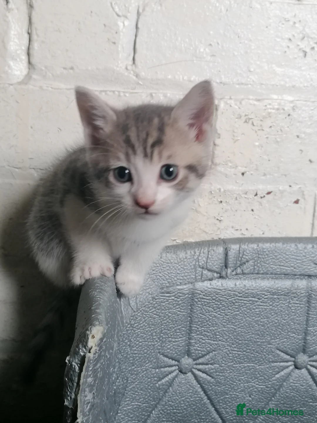 Mixed Breed cats for sale: Bombay Tuxedo Mixed Breed  - Advert 2