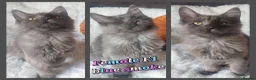 Maine Coon cats for sale: 🌟 Ready now 🌟 Russian Bloodline Maine Coons  - Advert 5