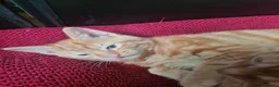 Mixed Breed cats for sale: Ginger kittens for sale  in Dartford - Advert 7