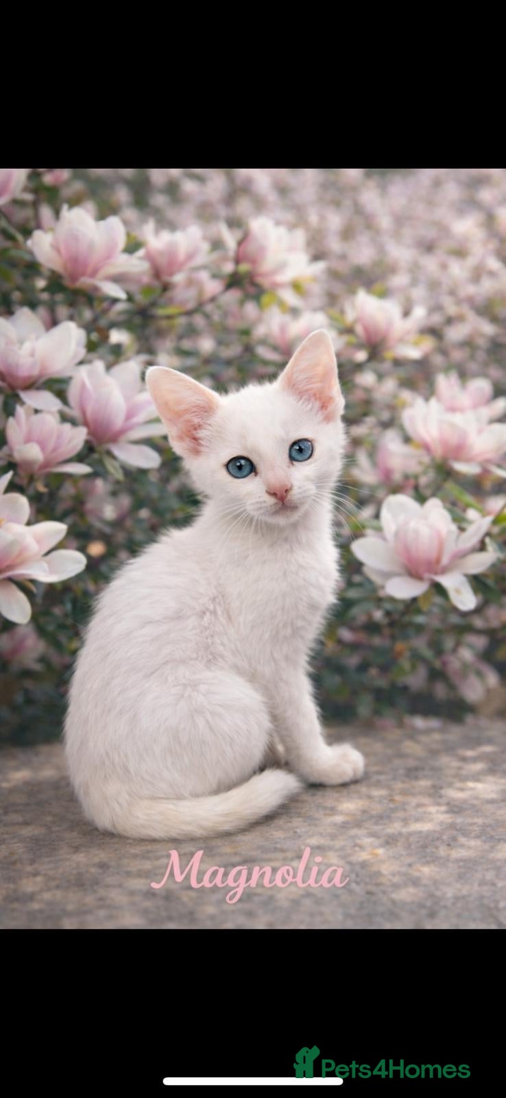 Oriental cats Gorgeous oriental kittens  - Advert 15