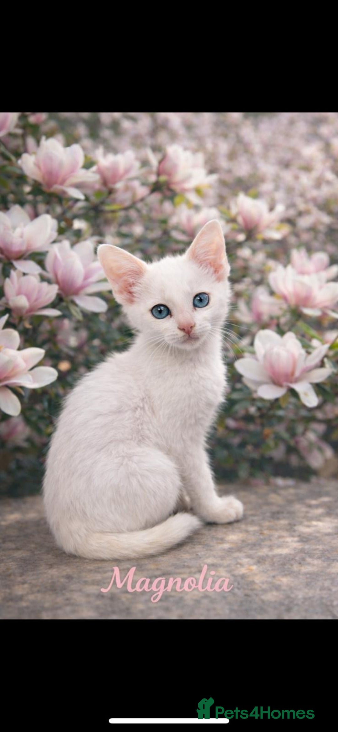 Oriental cats for sale: Gorgeous oriental kittens  - Advert 1