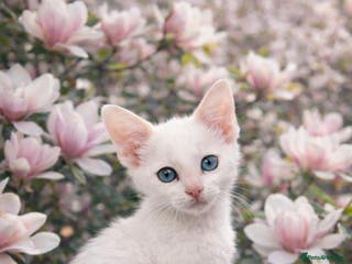 Oriental cats Gorgeous oriental kittens - Advert 1