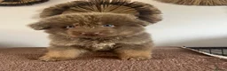 German Shepherd dogs for sale: German Shepherd Puppies Liver Tan Isabella Tan  - Advert 2