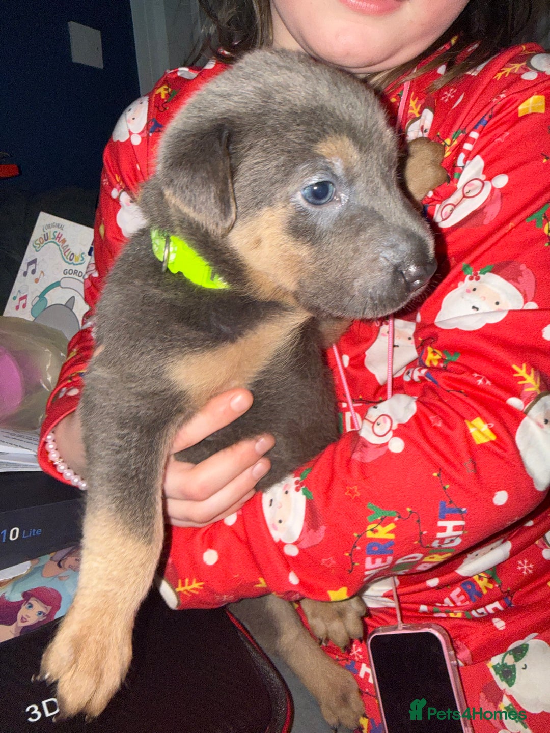 Mixed Breed dogs for sale: Ready 12 Jan Sharpei x Rhodesian ridgeback Hybrid - Advert 34