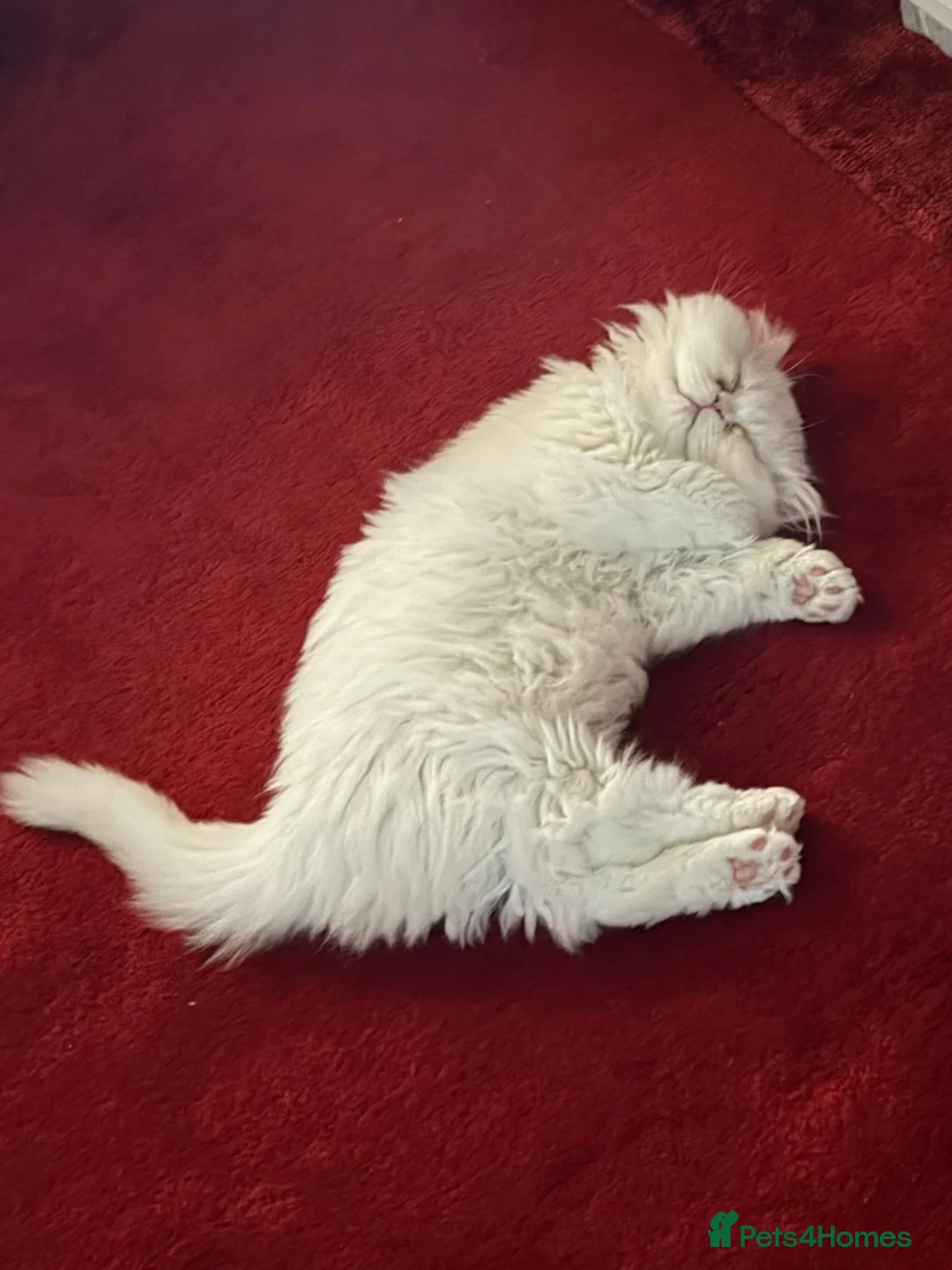 Persian cats for sale: 	Healthy playful kitten ready for loving home - Advert 16