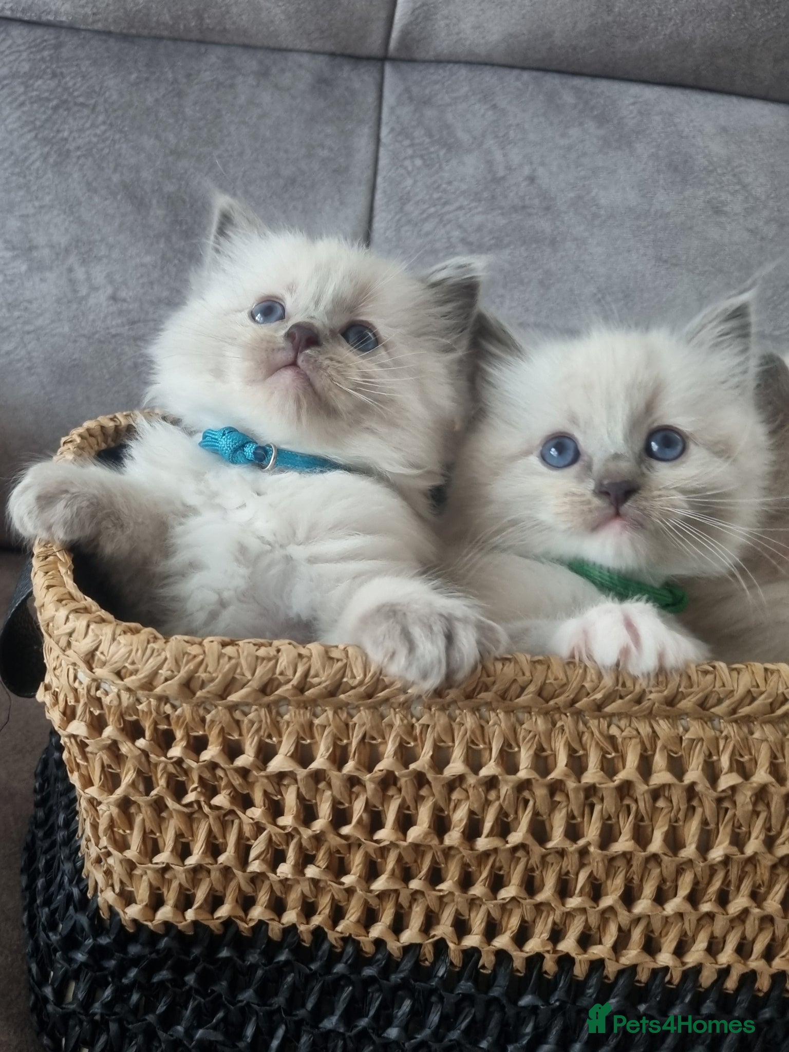 Ragdoll cats Ragdoll kittens DNA tested  - Advert 1