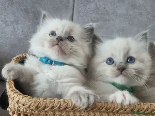 Ragdoll cats Ragdoll kittens DNA tested - Advert 4