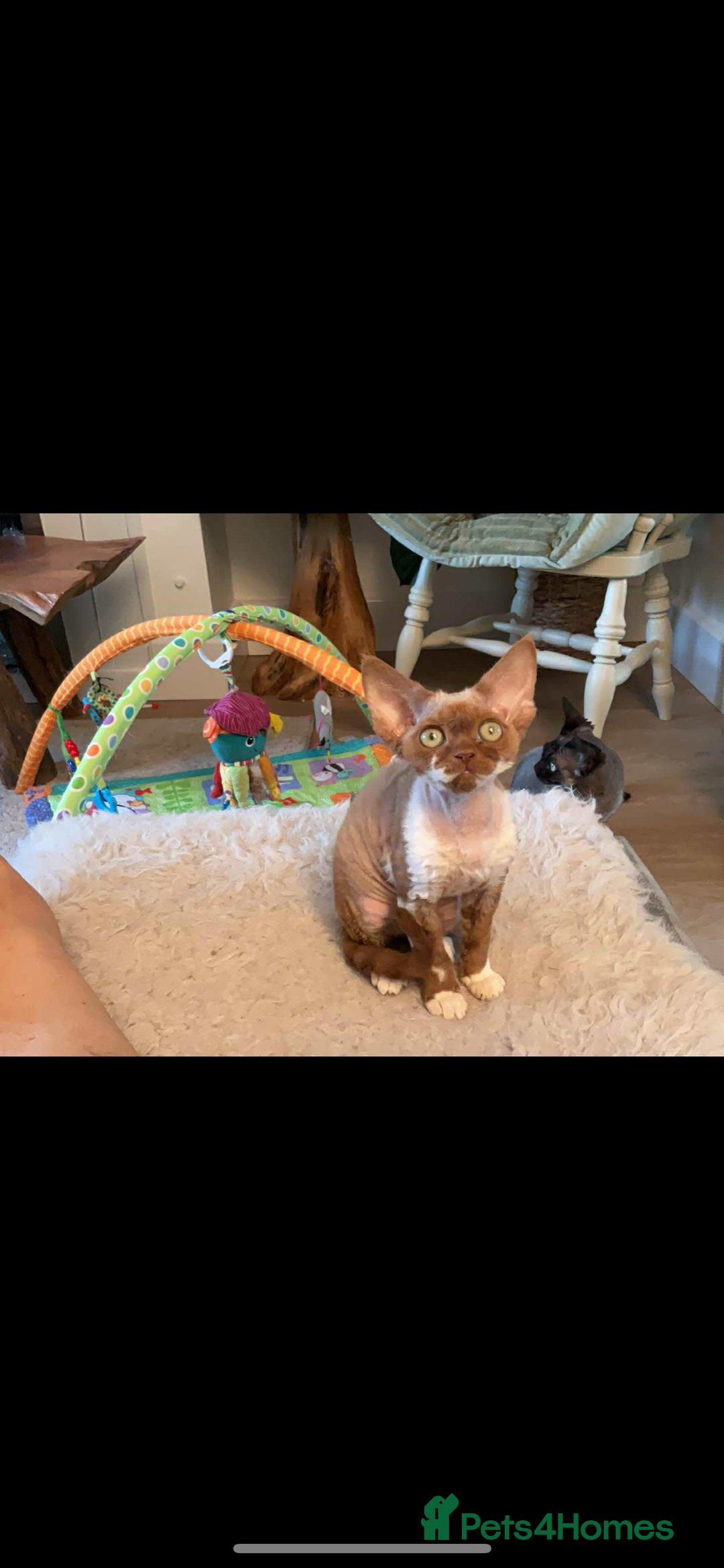 Devon Rex cats for sale: Beautiful GCCF Devon Rex girl  - Image 2