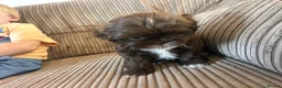 Shih Tzu dogs for sale: Beautiful Friendly imperial shih tzu boy - Advert 8