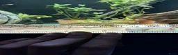 Live Bearers fish for sale: Beautiful Home-Bred Colorful Guppy Fish - Advert 2