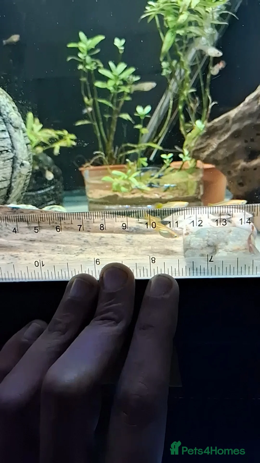 Live Bearers fish for sale: Beautiful Home-Bred Colorful Guppy Fish - Advert 2