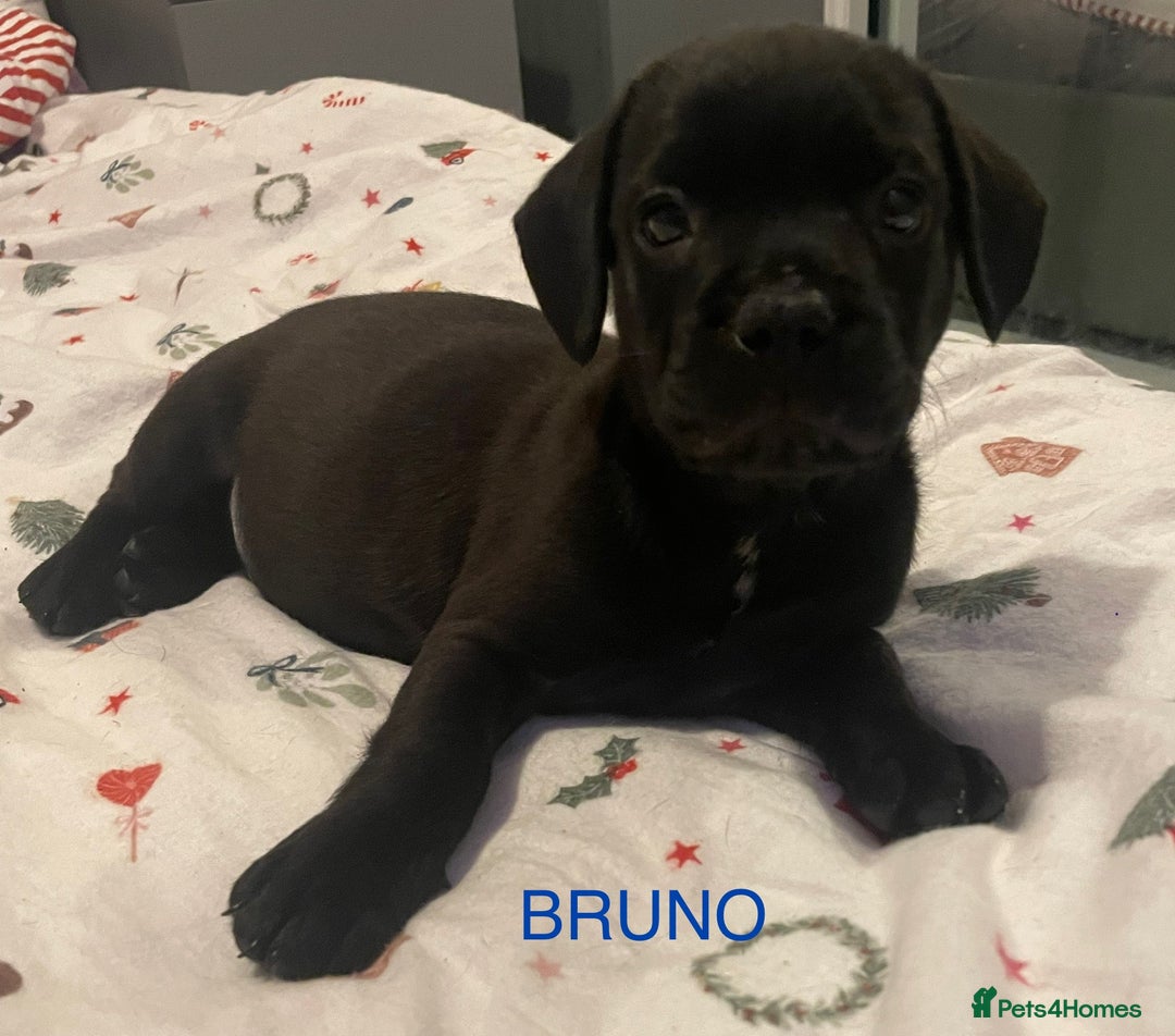 Mixed Breed dogs for sale: READY FOR THERE FOREVER HOMES 1 GIRL & - BOY  - Advert 1