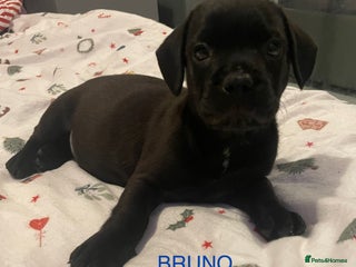 Mixed Breed dogs 1 BEAUT MALE & 1 PRINCESS FEMALE PUPPIES - Advert 3