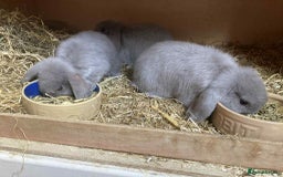 Mini Lop rabbits for sale: Mini lip rabbits for sale  - Image 1