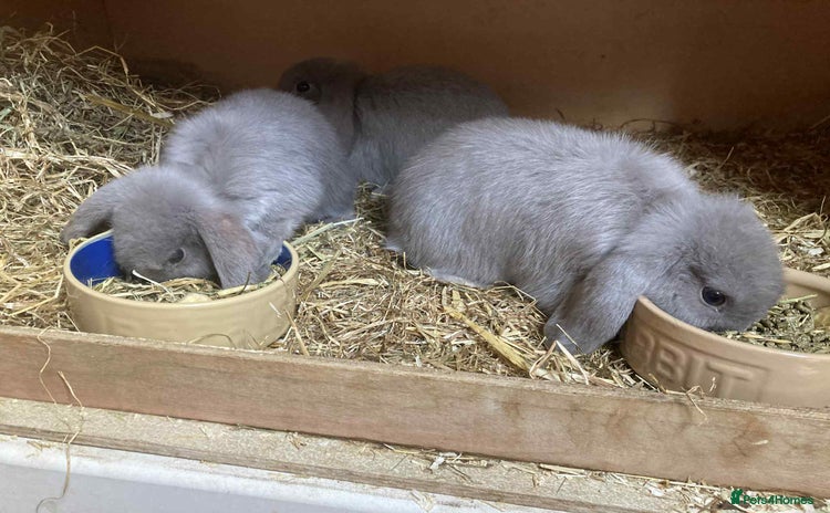 Mini Lop rabbits - Advert 3