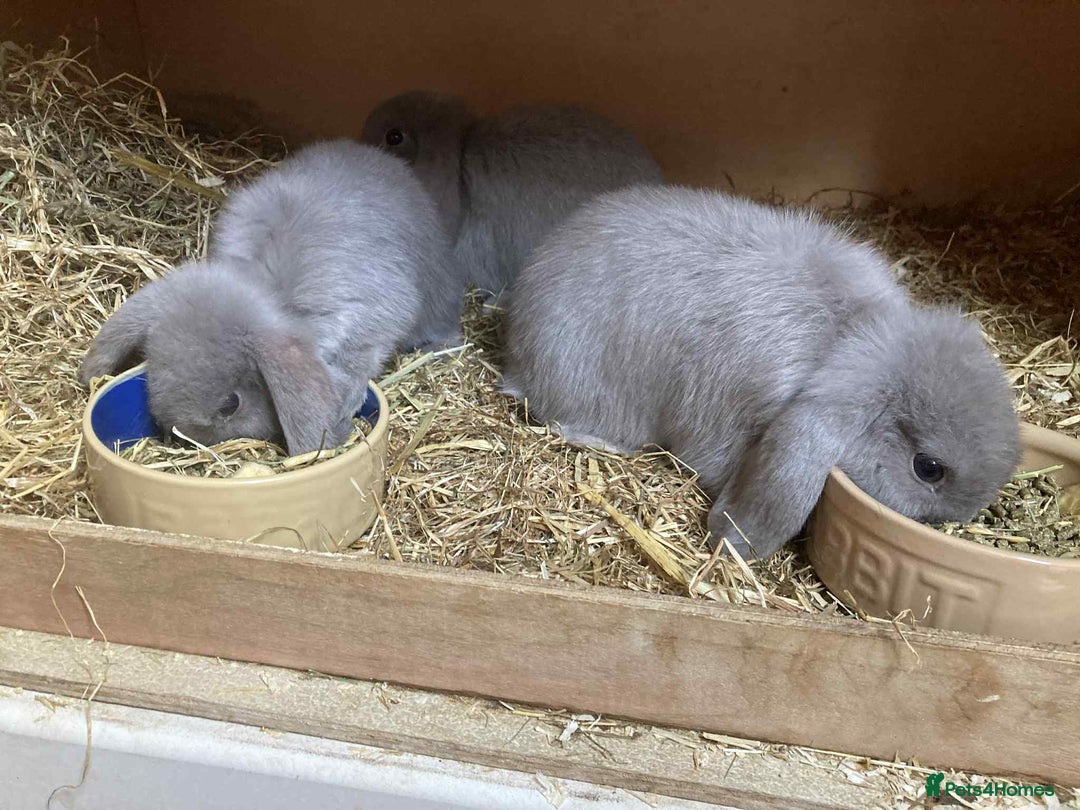Mini Lop rabbits for sale: Mini lip rabbits for sale  - Image 1