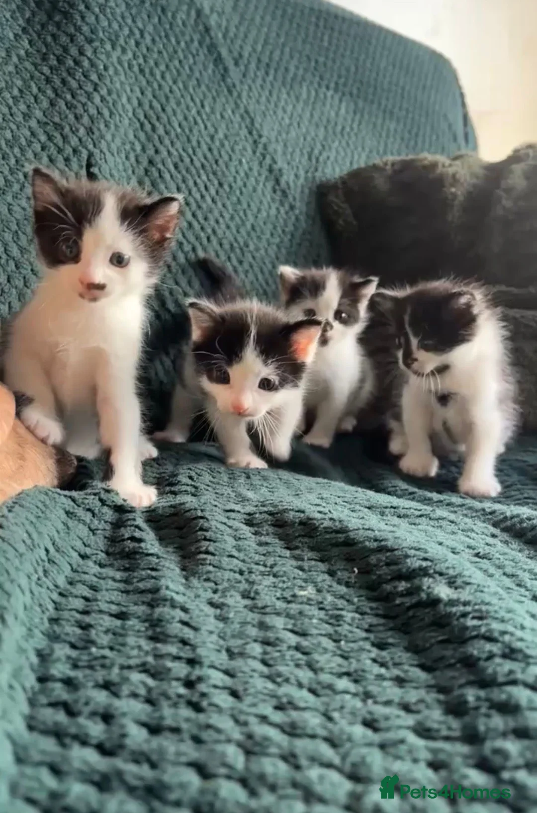 Mixed Breed cats for sale: 4 beautiful kittens looking for their forever home - Advert 2