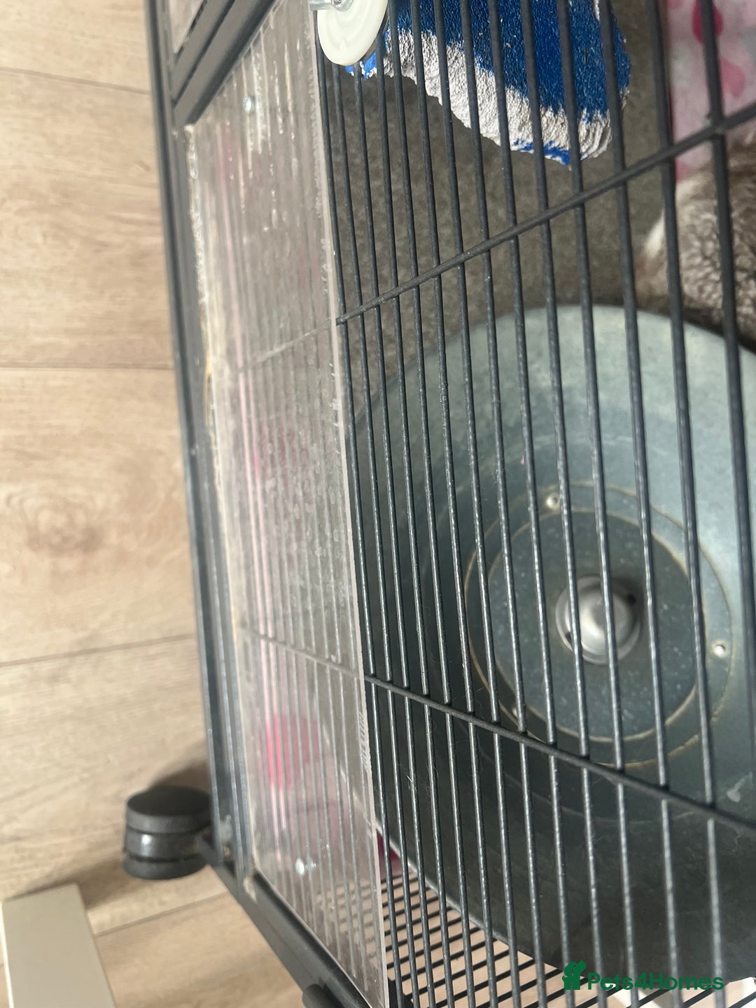 Chinchilla rodents for sale: 2 Female Chinchillas and Full set up!  - Image 17