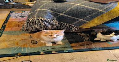 Exotic cats - Advert 2