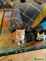 Exotic cats - Advert 3