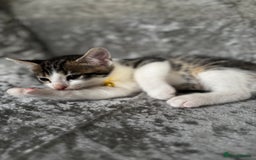 British Shorthair cats for sale: ✨🍑 PEACH & PISTACHIO 💚✨ - Image 15