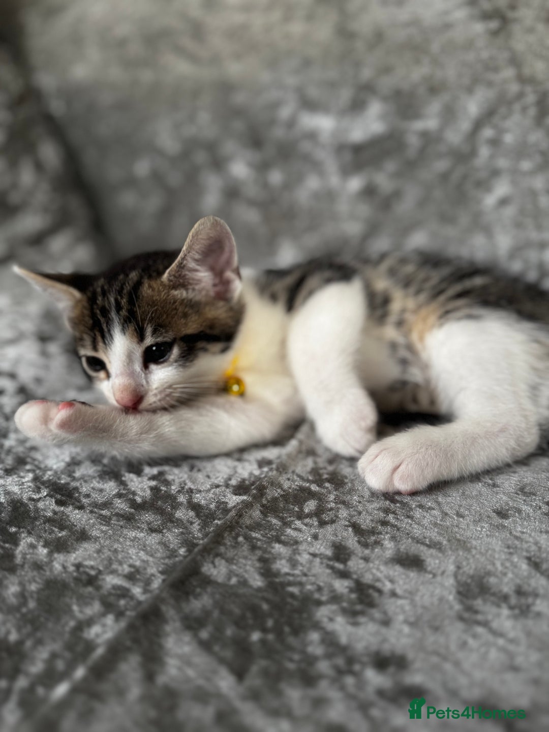 British Shorthair cats for sale: ✨🍑 PEACH & PISTACHIO 💚✨ - Image 15