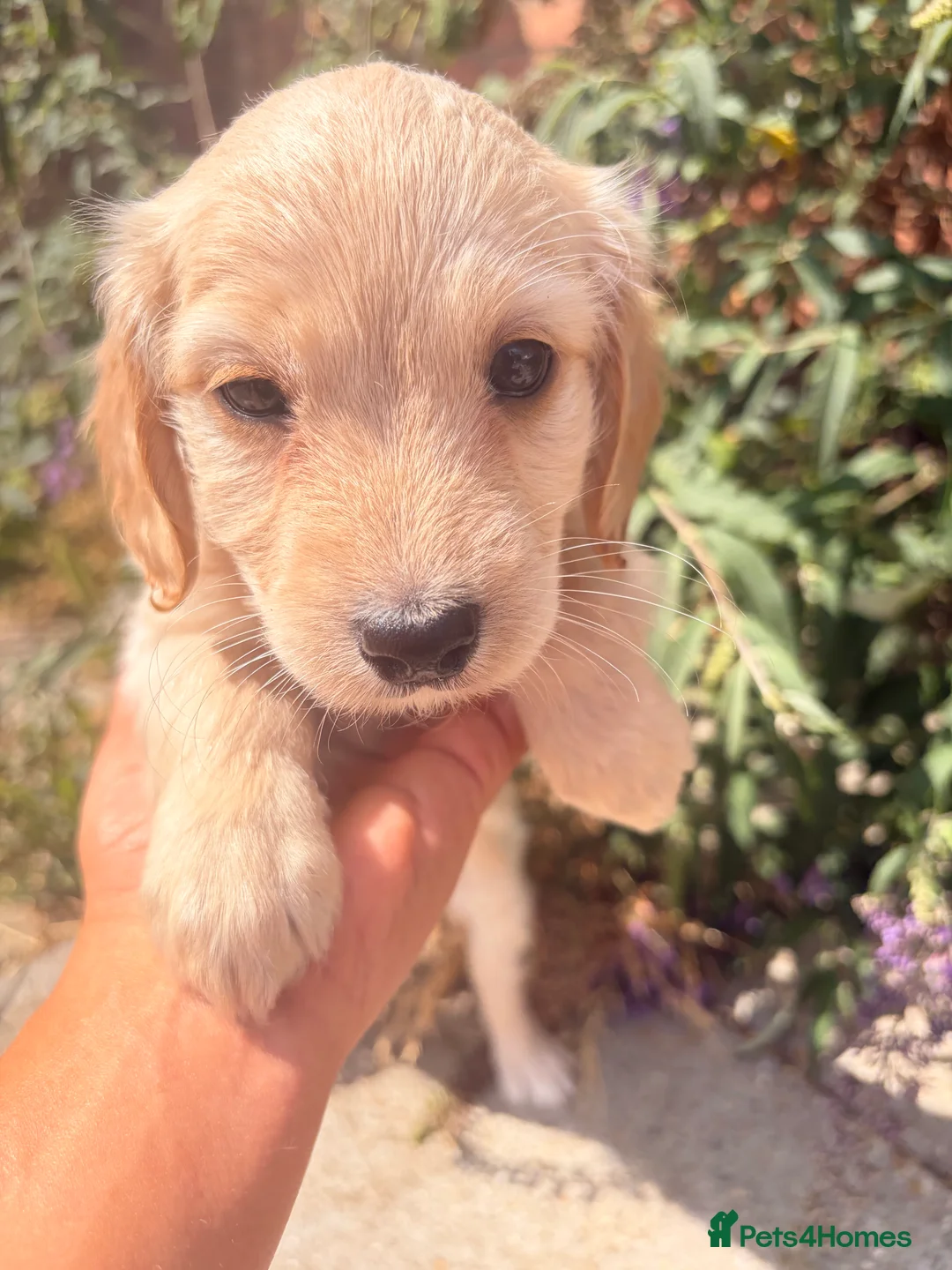 Cockapoo dogs for sale: Beautiful Cockapoo puppies available  - Advert 2