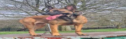 Belgian Shepherd Dog dogs for sale: Belgian malinois x german shepherd  - Advert 9
