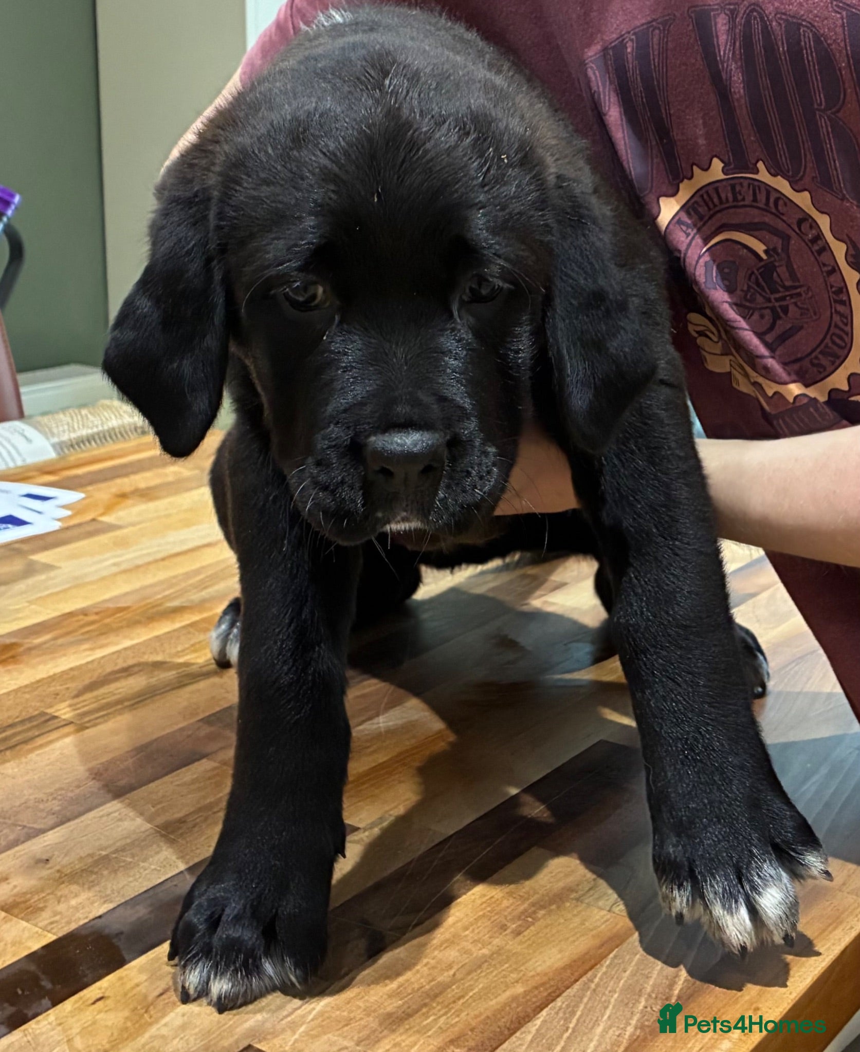 Mixed Breed dogs Central Asian Shepard x Rottweiler Puppies - Advert 2