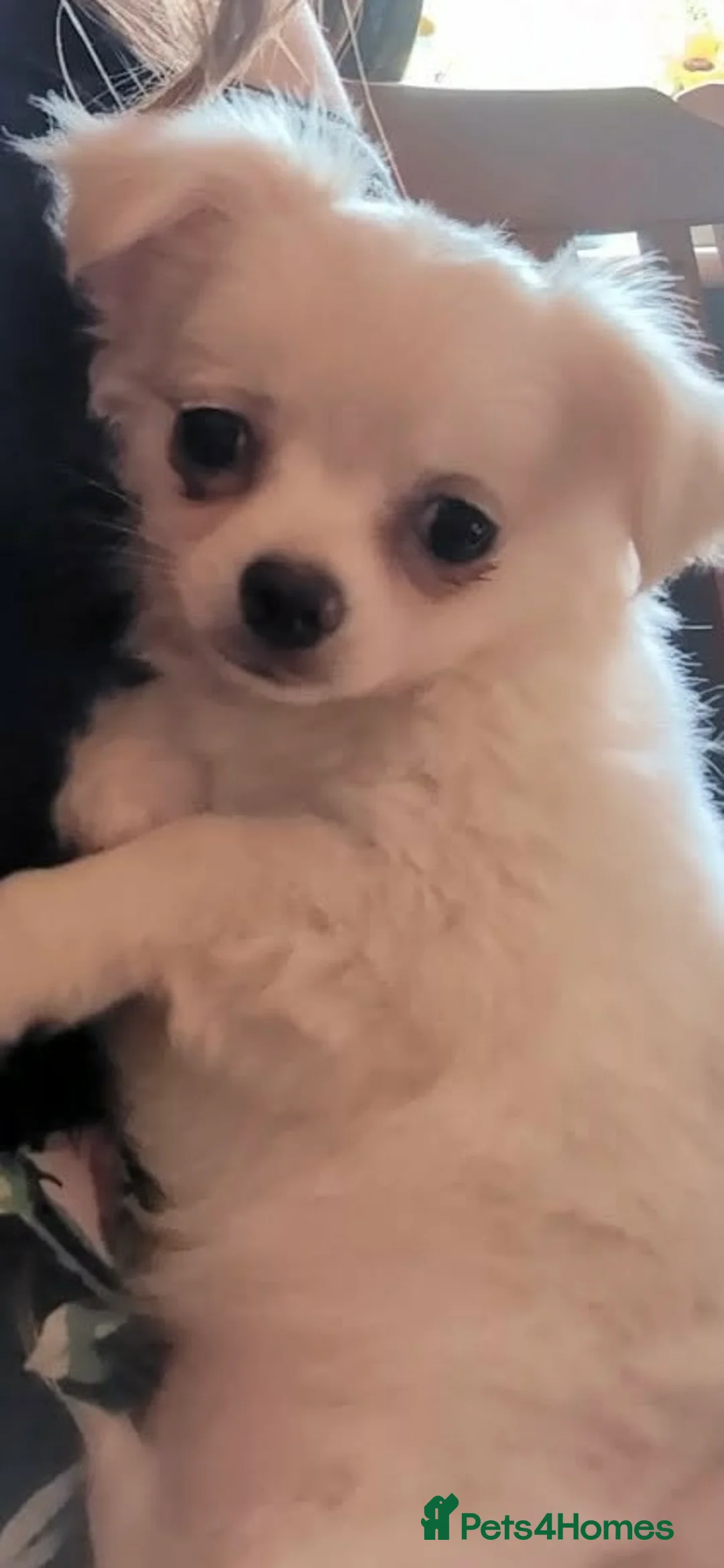 Chihuahua dogs for sale: Cream & White Long Coat Chihuahua Boys  - Advert 9