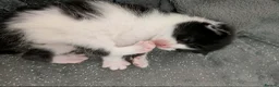 Mixed Breed cats for sale: 2 Male Kittens  - Advert 3