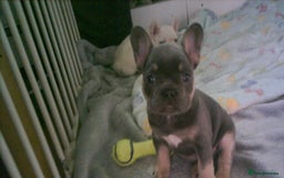 French Bulldog dogs for sale: french bulldog puppys - Image 3