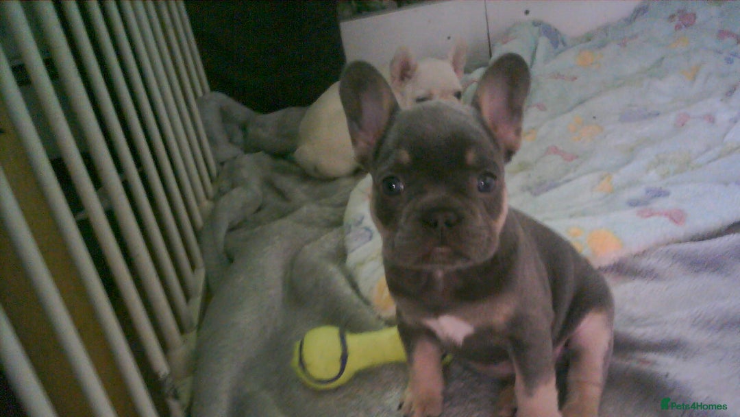 French Bulldog dogs for sale: french bulldog puppys - Image 3