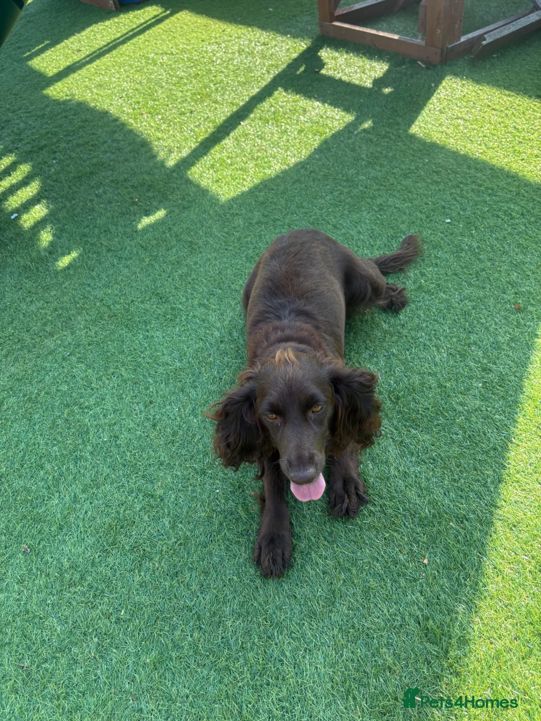 Cockapoo dogs for sale: Stunning cockerpoo litter in Woking - Advert 12