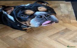 English Bulldog dogs for stud: Stud English Bulldog - Image 7