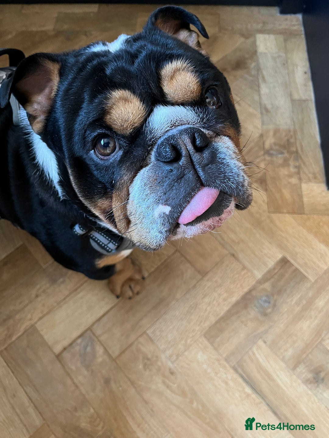 English Bulldog dogs for stud: Stud English Bulldog - Image 7