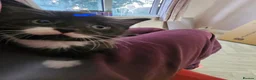 Mixed Breed cats for sale:  7 adorable kittens looking for their forever home - Advert 22