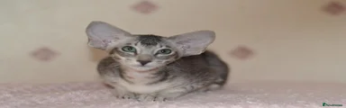 Blue ticked tabby girl