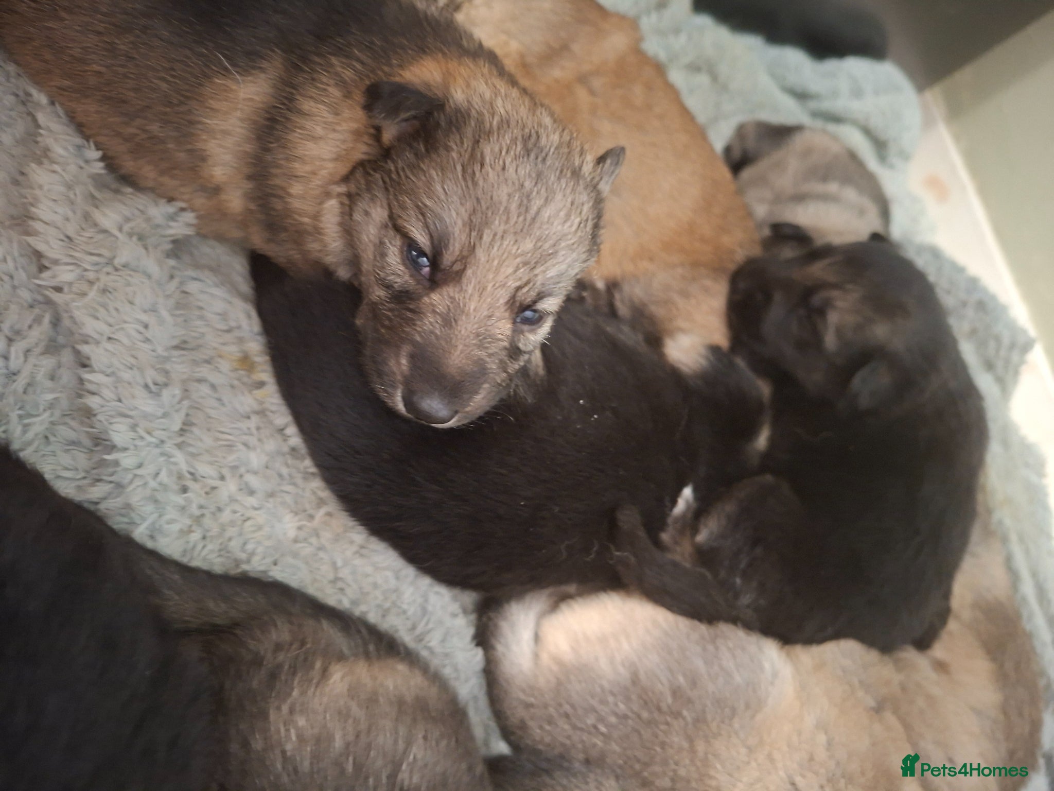 German Shepherd dogs German shepherd pups - Advert 16