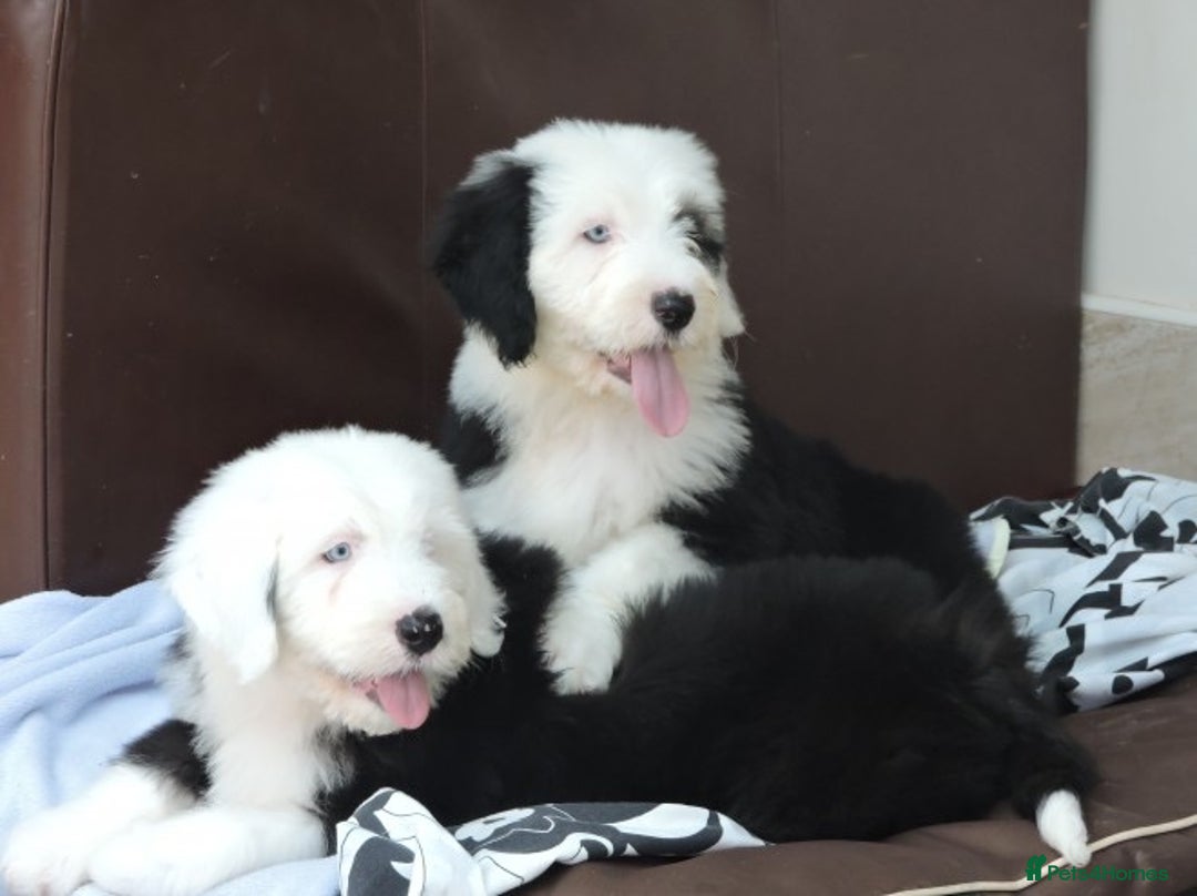 Old English Sheepdog dogs for sale: Quality Homes Only!!!Old English Sheepdog Pups. - Image 1