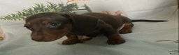 Miniature Dachshund dogs for sale: Miniature dachshund puppies for sale - Advert 3