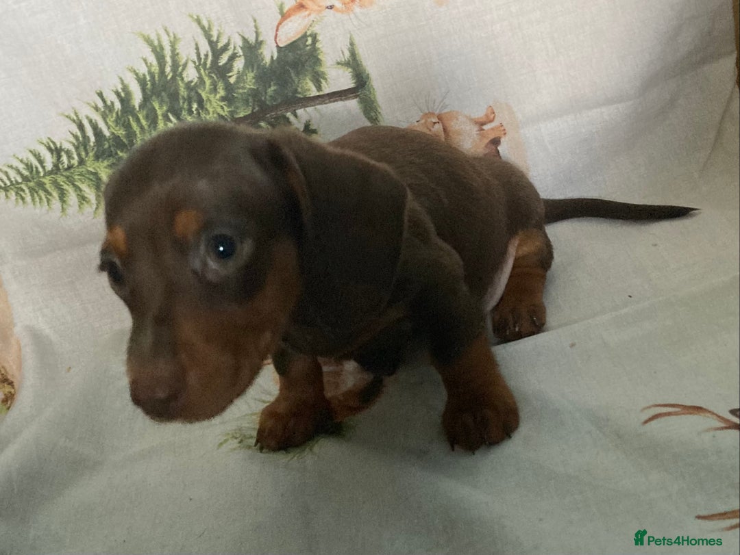 Miniature Dachshund dogs for sale: Miniature dachshund puppies for sale - Image 3