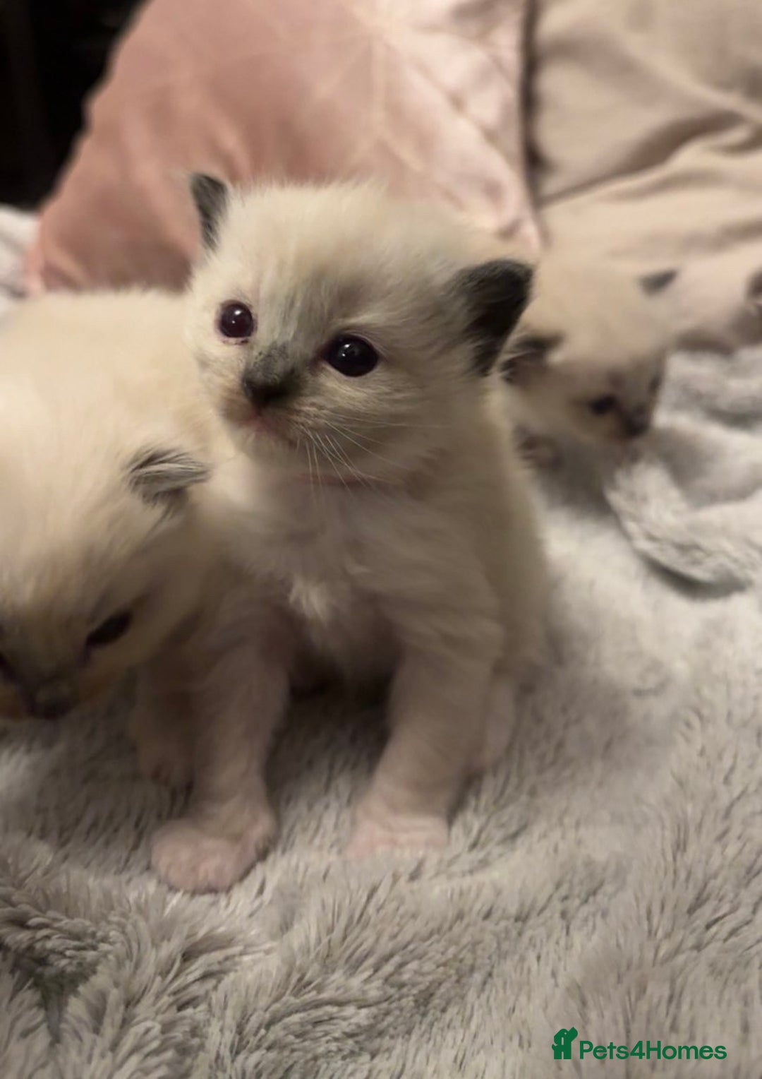 Ragdoll cats for sale: Dreamy Purebred Ragdoll Kittens - Advert 2
