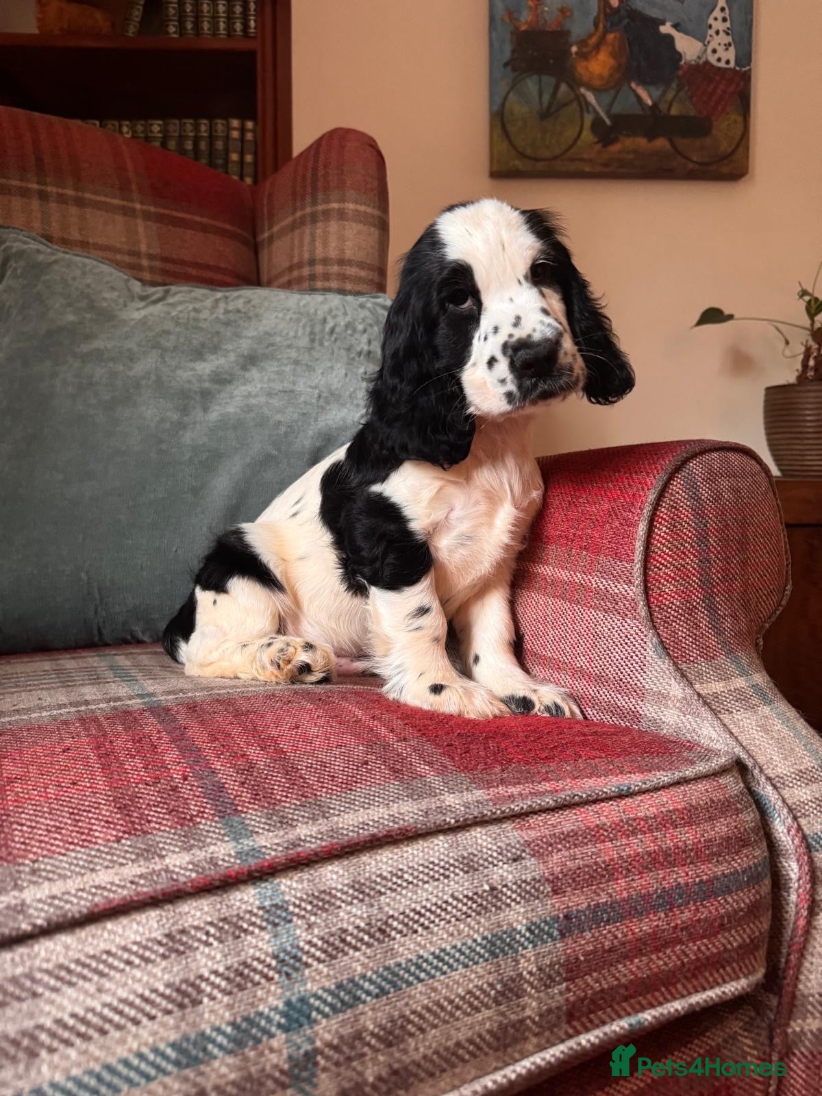 Cocker Spaniel dogs KC reg, health tested, show type cocker spaniels  - Advert 2