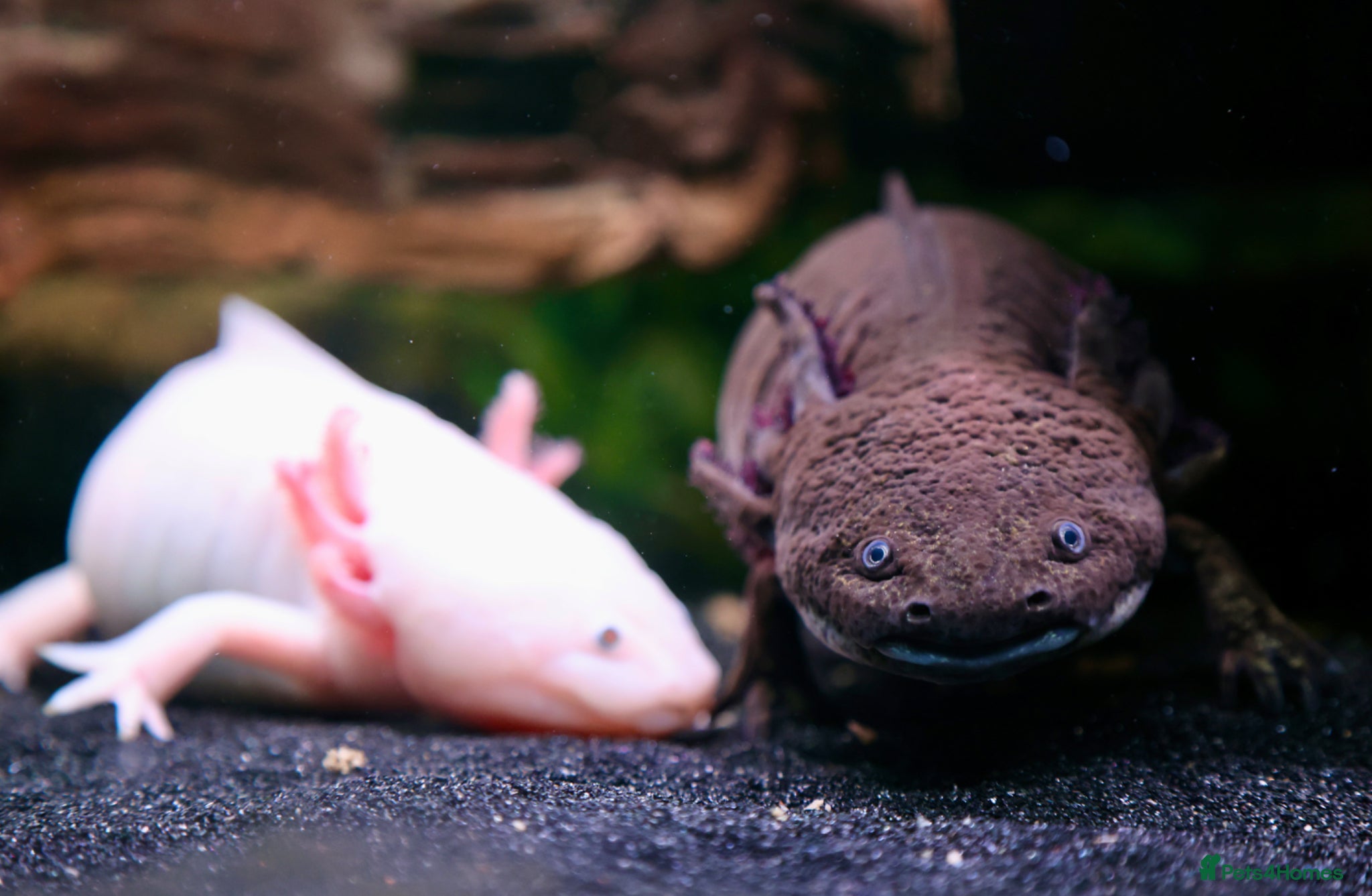 Axolotl reptiles Two female Axolotls  - Advert 6