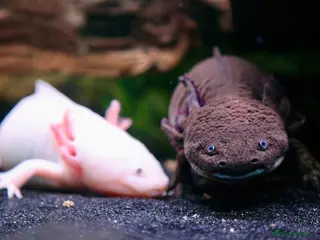 Axolotl reptiles Two female Axolotls - Advert 6