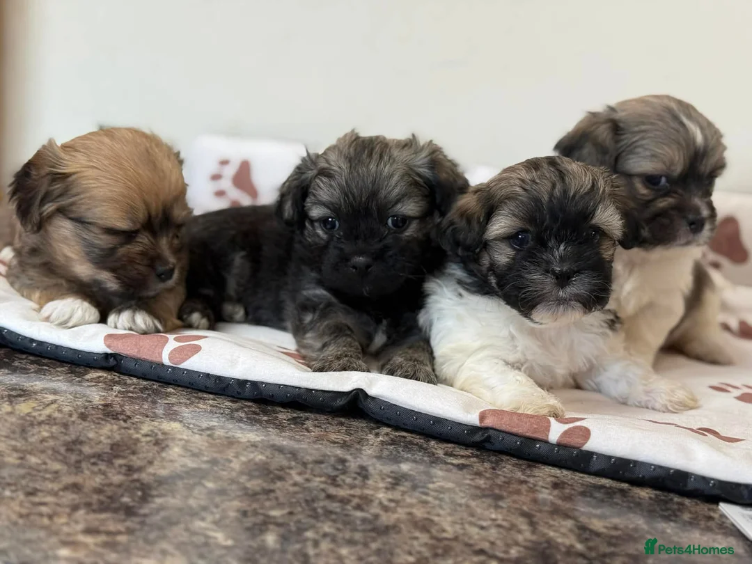 Malshi dogs for sale: Malshi - Advert 2