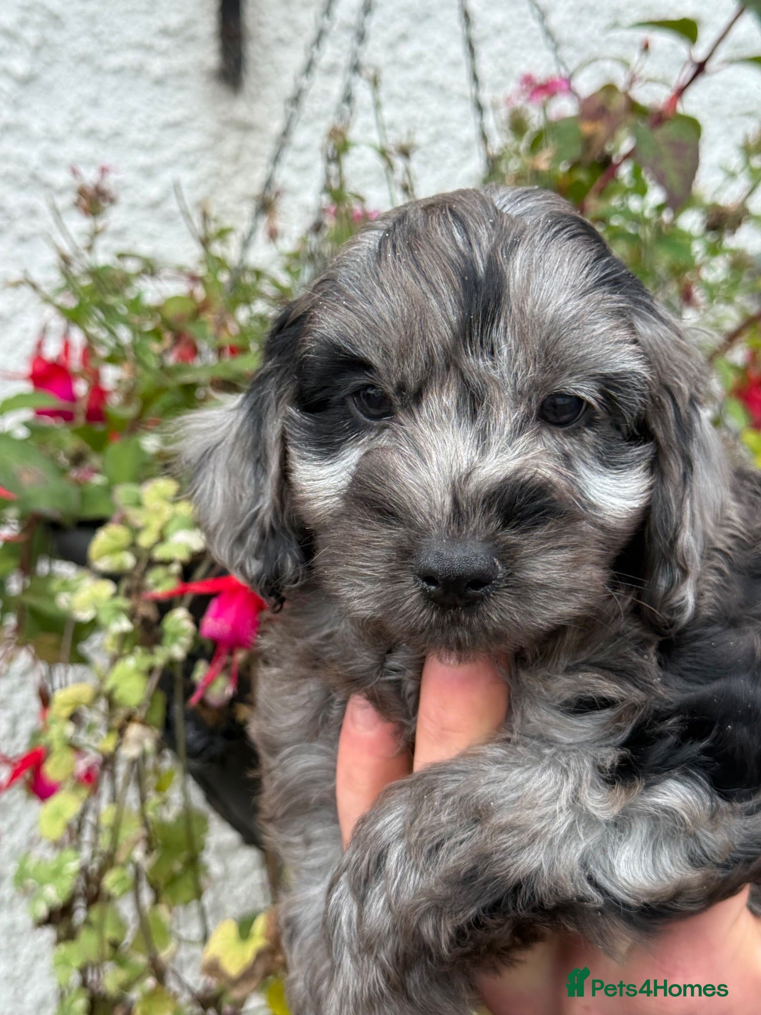 Cockapoo dogs REDUCED Ready Now Stunning F1 Cockapoos - Advert 1