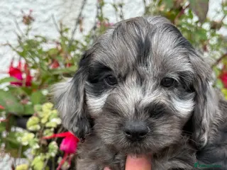 Cockapoo dogs REDUCED Ready Now Stunning F1 Cockapoos - Advert 1